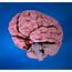 Cerebral Cortex And Cerebrum  Overview Function Physiology