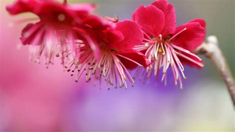 1920x1080 Flowers Branch Bloom Tree Spring Pink Plum