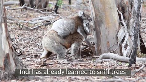 mother and joey koala take a walk youtube