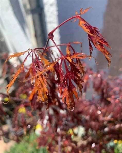 Why Is My Japanese Maple Leaves Curling World Of Garden Plants