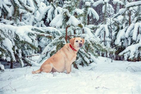 The Dog Sits In A Winter Forest Stock Image Image Of Cold Background