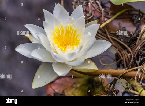 Beautiful Yellow And White Water Lily Flower Stock Photo Alamy