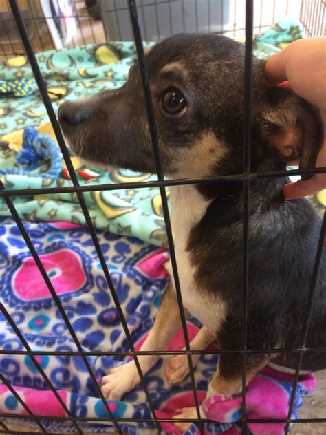 Pound Puppy Adopt Buddy At Texas Humane Society Pound Puppies