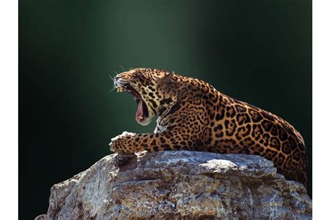 10 Amazing Jaguar Facts Facts About Jaguars Discover