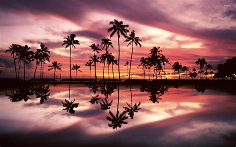 Beautiful Sunset Sky Behind The Palm Trees By The Ocean