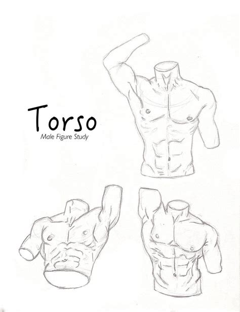 Another Page To The Torso Study Im Studying How The Body Moves How