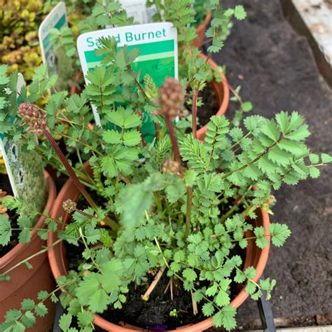 Salad Burnet Sanguisorba Minor 11cm Pot Bunkers Hill Plant Nursery