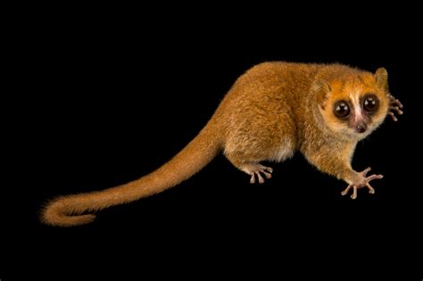 Rufous Mouse Lemur Rare Creatures Of The Photo Ark Official Site Pbs