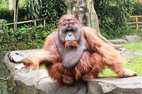 Big Nearly Extinct Primate Stock Photo Image Of Wildlife Brown