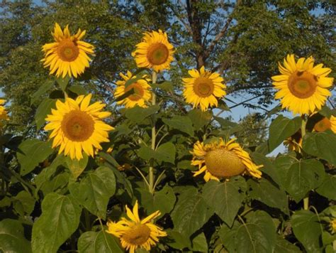 Jenis Jenis Bunga Matahari Tercantik Lengkap Dengan Manfaat Dan Fakta