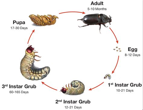 Rhinoceros Beetle Life Cycle Marcus Reid