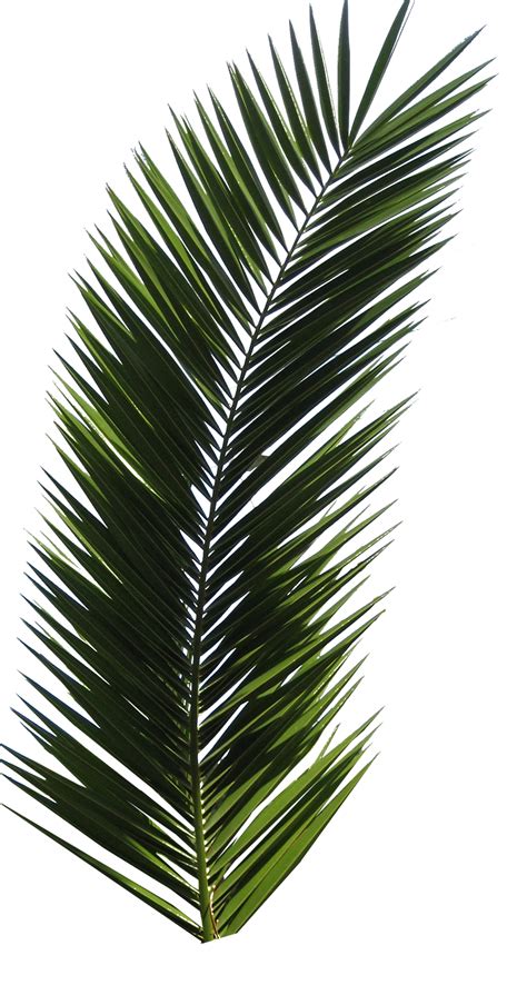 Dates Png Images Transparent Date Palm Plant Tree Clipart Free