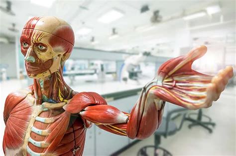 Sistem Anatomi Tubuh Manusia Dan Fungsinya My Xxx Hot Girl