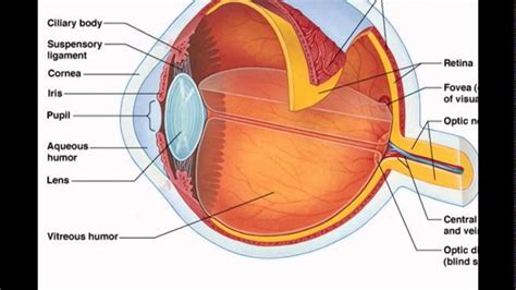 Retina Of Eye Function Youtube