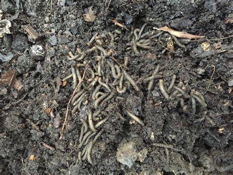 Dug A Small Hole In Melbourne Aus Found Literally Hundreds Of Grubs