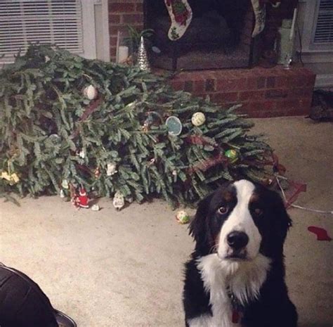 Thank Goodness You Re Home The Christmas Tree Fainted 9gag