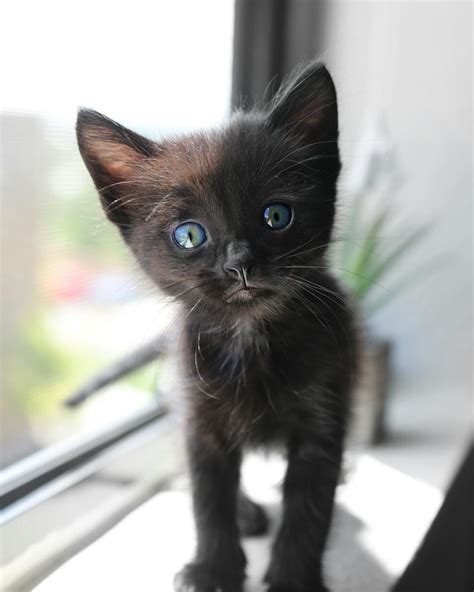 śliczne Krótkie Futro Czarny Kotek Z Niebieskimi Oczami · Darmowe Zdjęcie Z Galerii