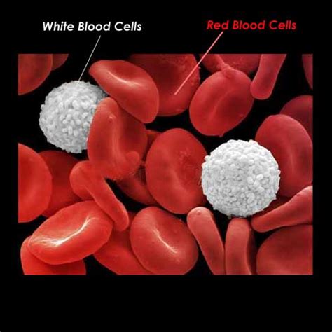 Images Of Red Blood Cell And White Blood Cell Science Tissues