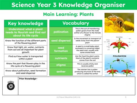 Knowledge Organiser Plants Year 3 Science Year 3