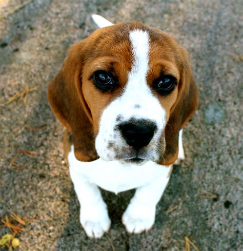 Cutest Beagle Ever Videos De Animales Chistosos Animales Chistosos