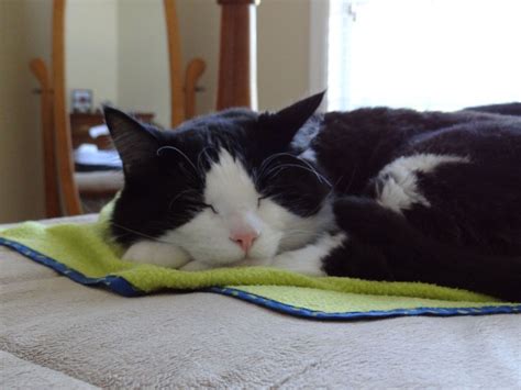 Worlds Most Polite Cat Asks To Be Petted Video One Green Planet