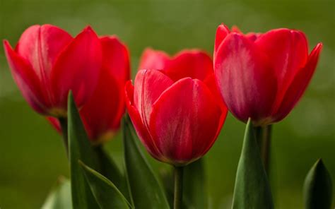 Red Tulips Close Up Nature Hd Desktop Wallpaper Widescreen High