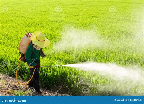 Farmers Spraying Pesticides Stock Photo Image Of Spray Paddy 56359846