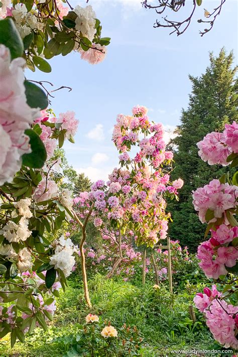 Spring Flowers In London Where To See The Best Blooms In London