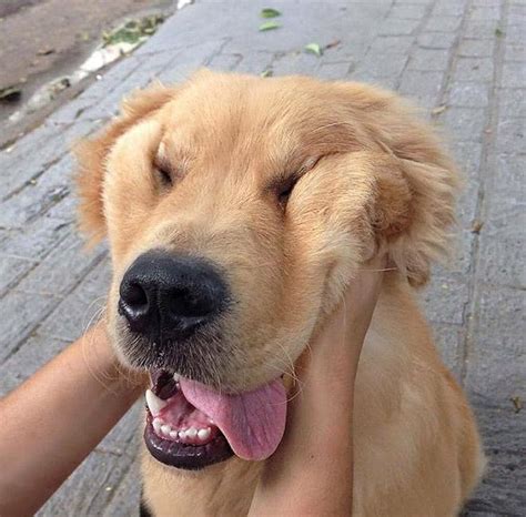 20 Cute And Funny Dog Face Images That Will Kill Stress