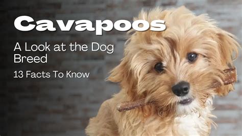 Cavapoo Dog Breed Information 13 Facts To Know