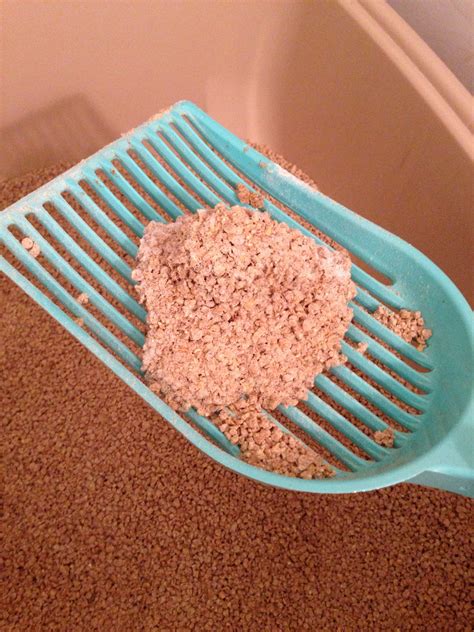 Great savings & free delivery / collection on many items. Pin on Cat Litter