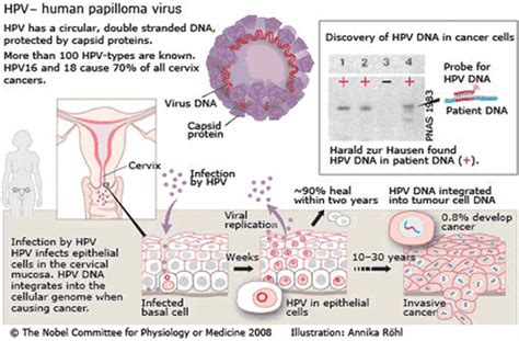 High Risk Hpv Microbial Diseases
