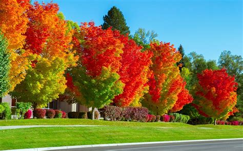 Beautiful Pictures Of The World Amazing Pics Title Autumn Trees