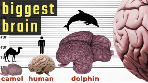 Biggest Brain In The World Size Comparison Comparison Of Brain Size