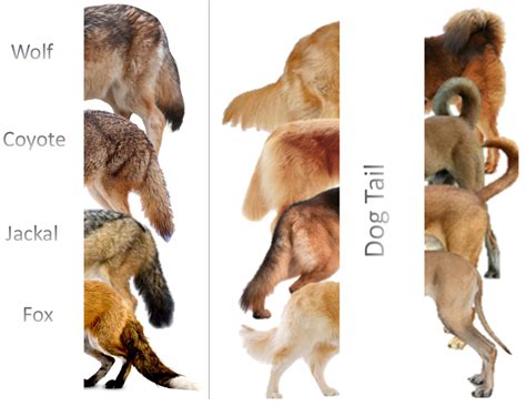 Difference Between Dog Wolf Jackal Coyote And Fox Hubpages