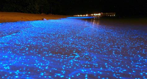 Omega Getaways A Maldives Beach Awash In Bioluminescent Phytoplankton