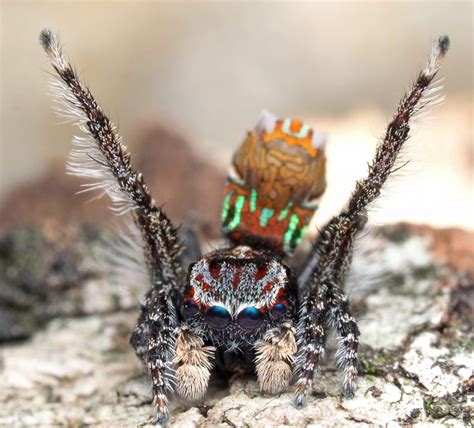 descubren siete nuevas especies de arañas pavo real ¡cuánta ciencia