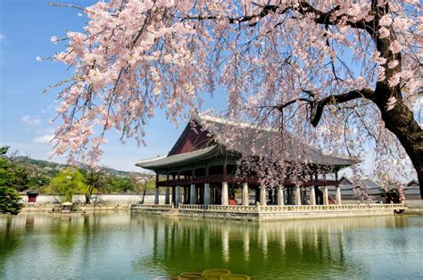 8 Spring Destinations To Visit In Seoul For Cherry Blossoms Erofound