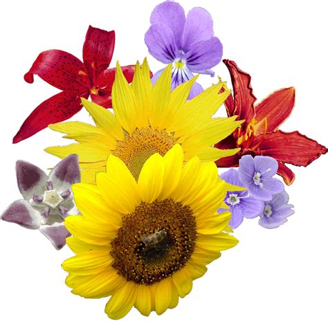 Bouquet Of Flowers Png Image Purepng Free Transparent Cc0 Png Image