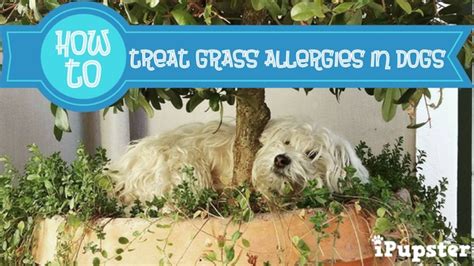 How to control grass allergies in dogs? These Are The Most Effective Ways to Get Rid of Grass ...