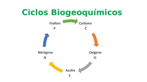 Calaméo Ciclos Biogeoquímicos