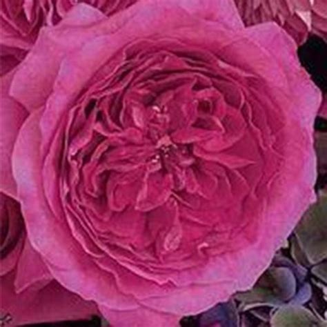 Garden Rose Capability Hot Pink Bulk Wholesale Blooms By The Box