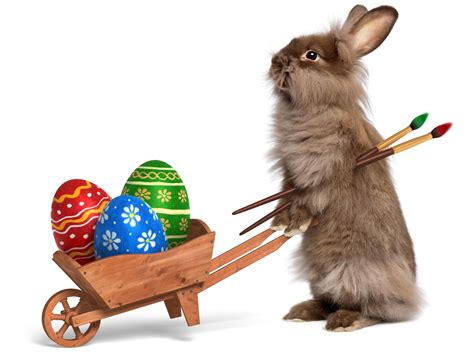 Ostern, Hase Real Easter Bunny, Easter Bunny Rabbit, Cute Bunny, Easter