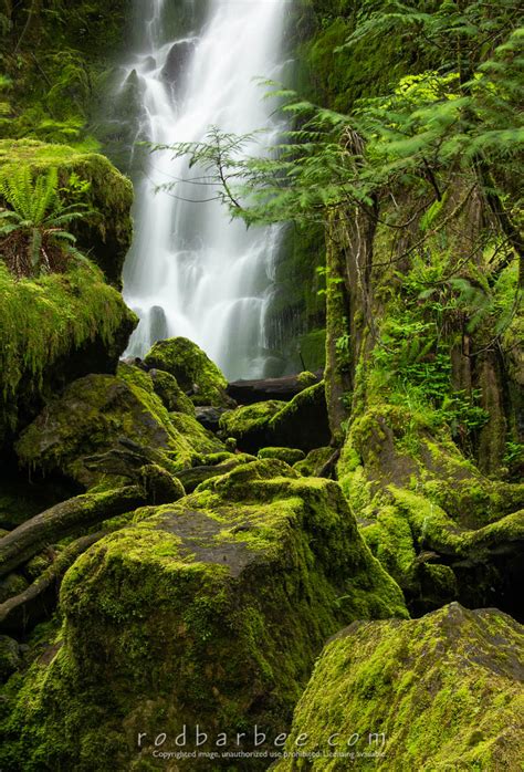 Merriman Falls Olyimpic National Forest Quinault Rain Forest Wa