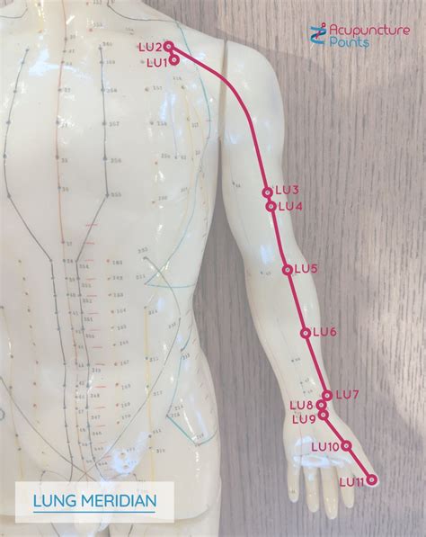 Lung Meridian Points: Lung Channel points - Acupuncture Points