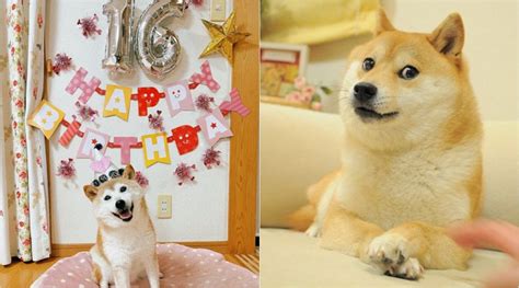 Kabosu The Dog Behind Famous Shiba Inu ‘doge Meme Celebrates 16th