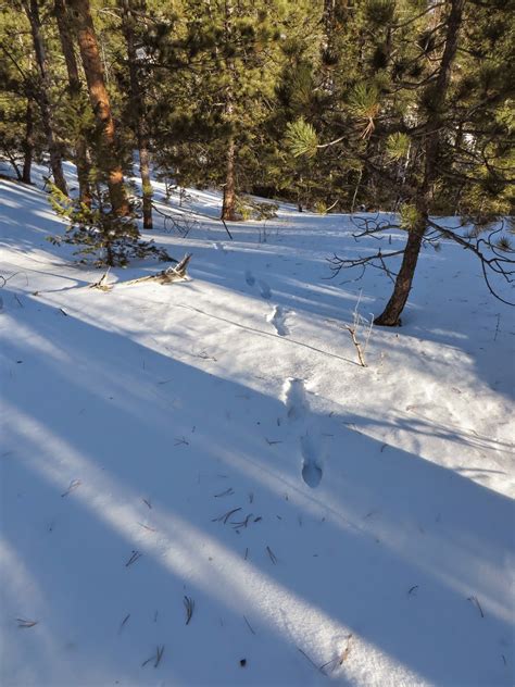 A Colorado Hunters Life Coyote Tracks