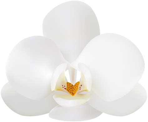 White Orchid Png Clip Art Image White Orchids Clip Art Art Images