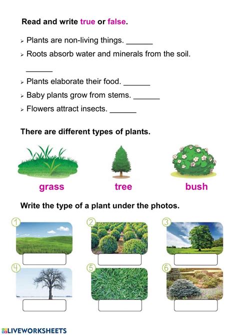 Living Things And Plants Interactive Worksheet