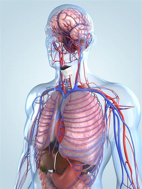 Human Anatomy Artwork Digital Art By Sciepro